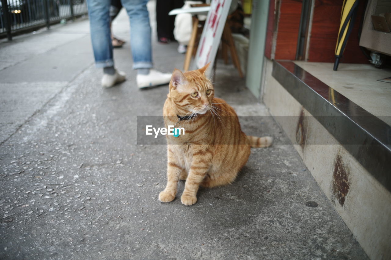 Portrait of cat sitting on footpath