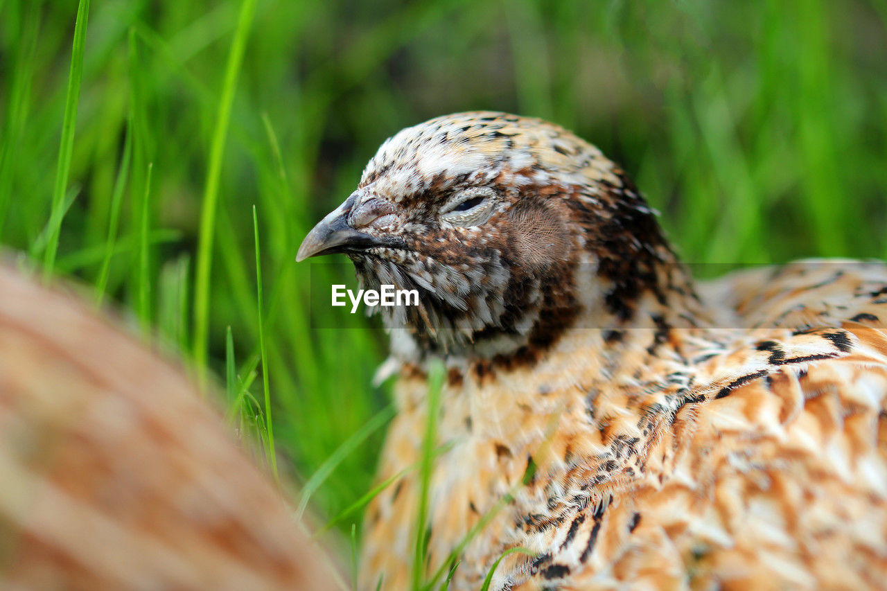 Portrait of a laying quail in green grass