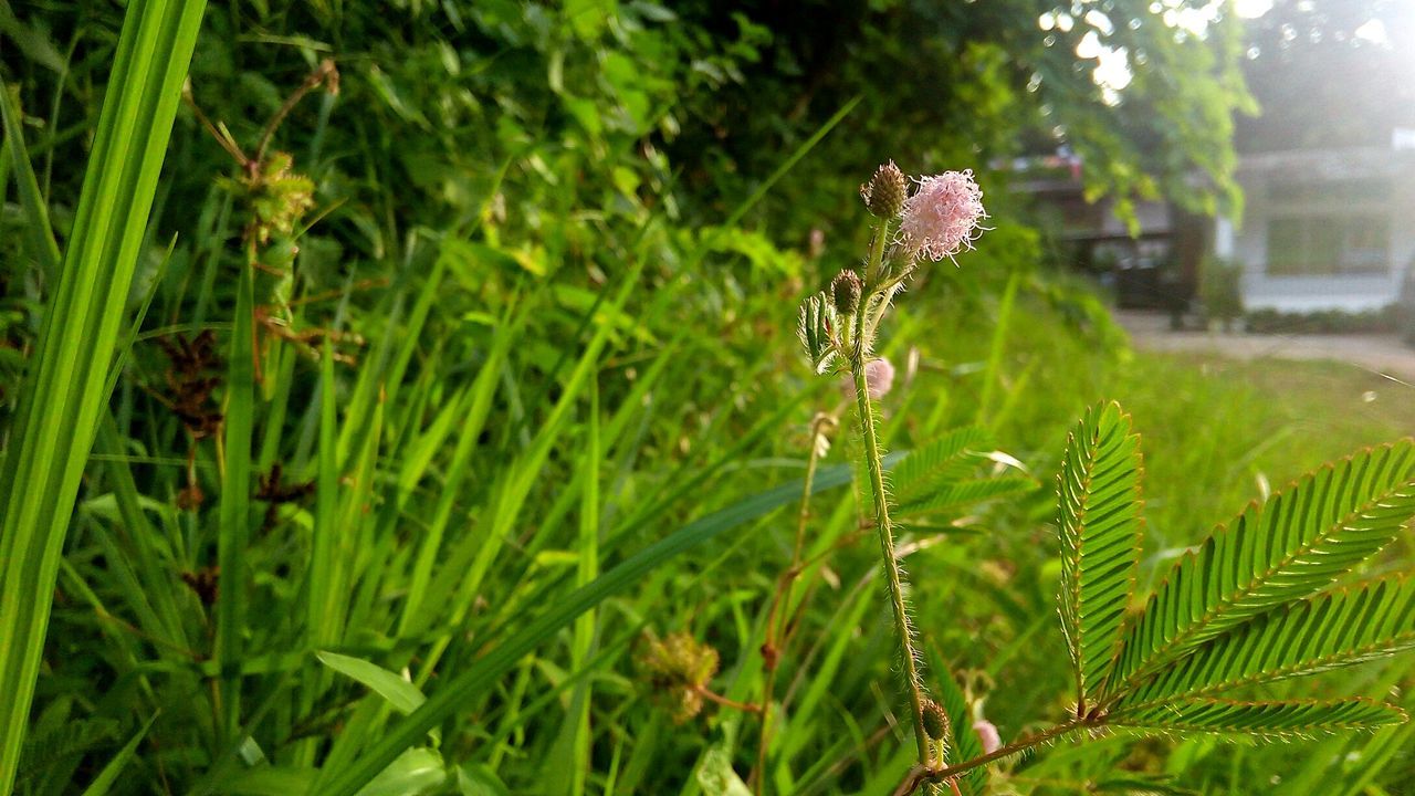 Close-up of plants