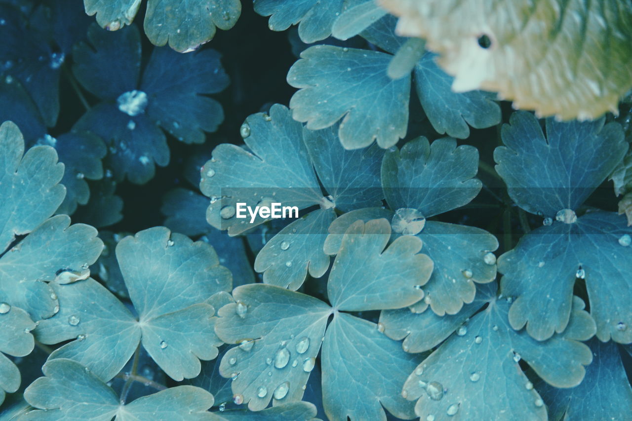 Full frame shot of wet plants