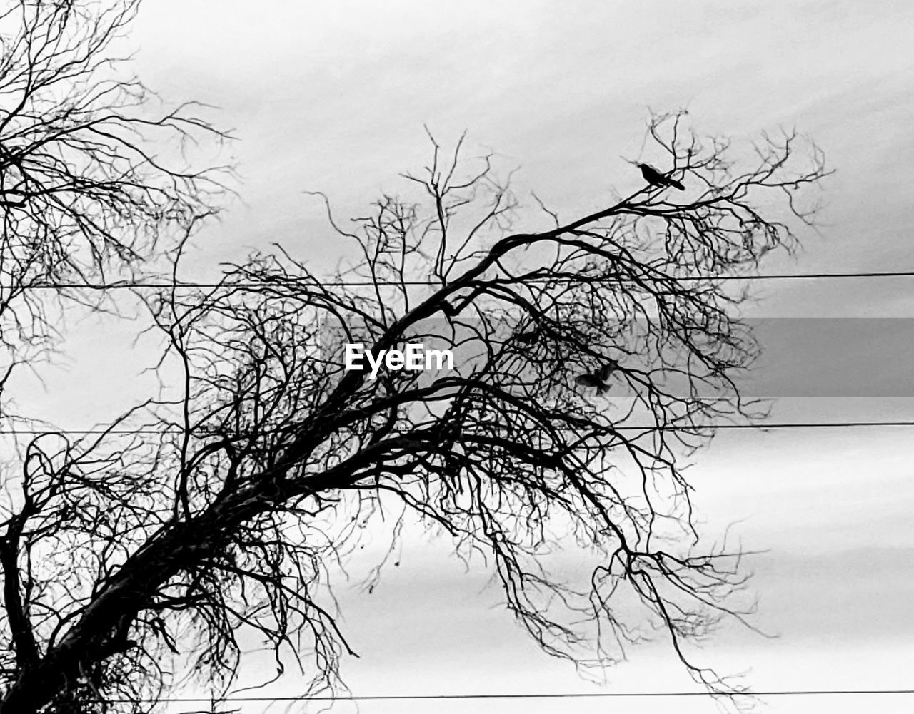 LOW ANGLE VIEW OF TREE AGAINST SKY