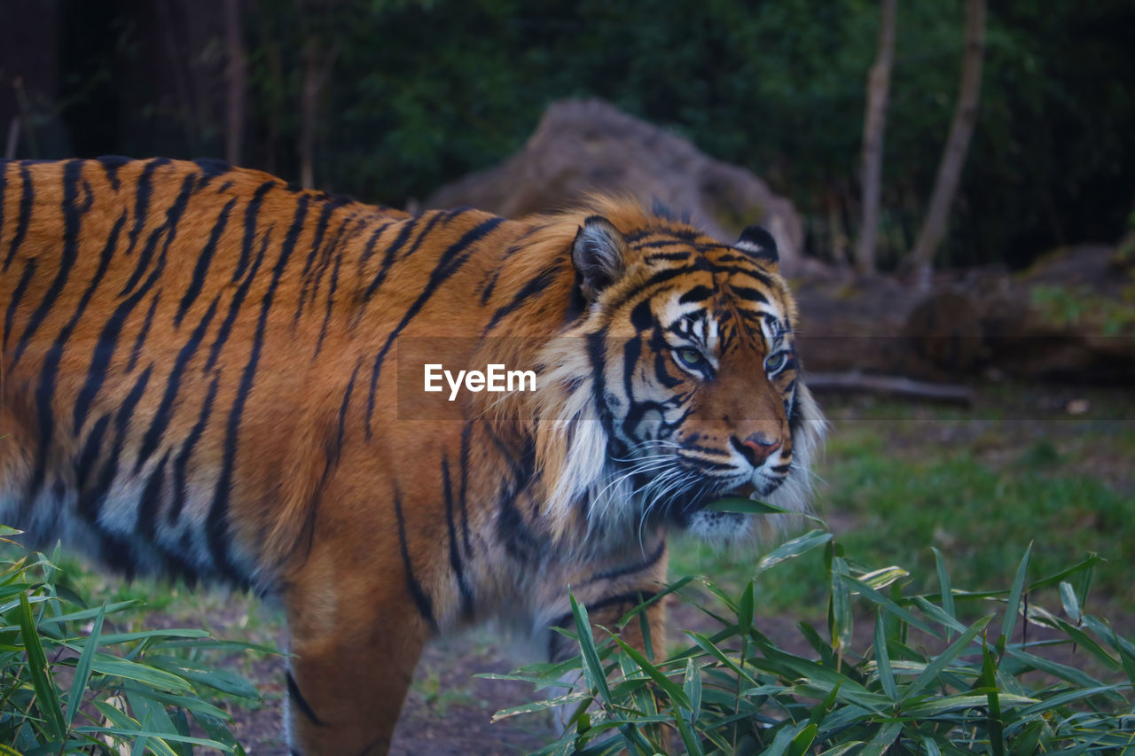 CLOSE-UP OF A CAT IN ZOO