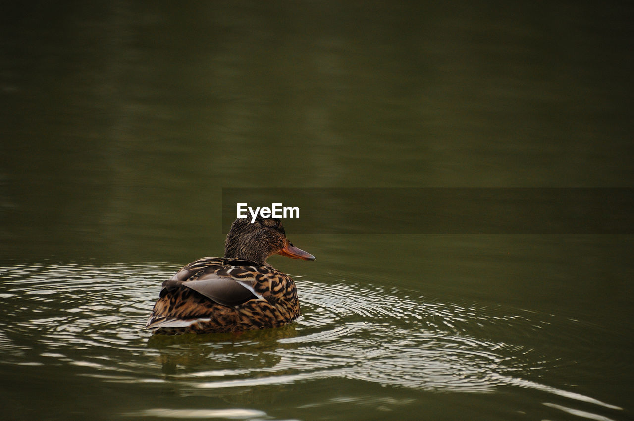 Bird swimming in lake