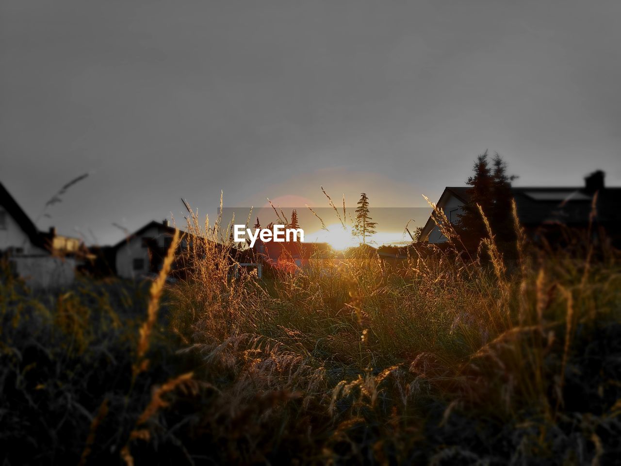 PLANTS GROWING ON FIELD DURING SUNSET