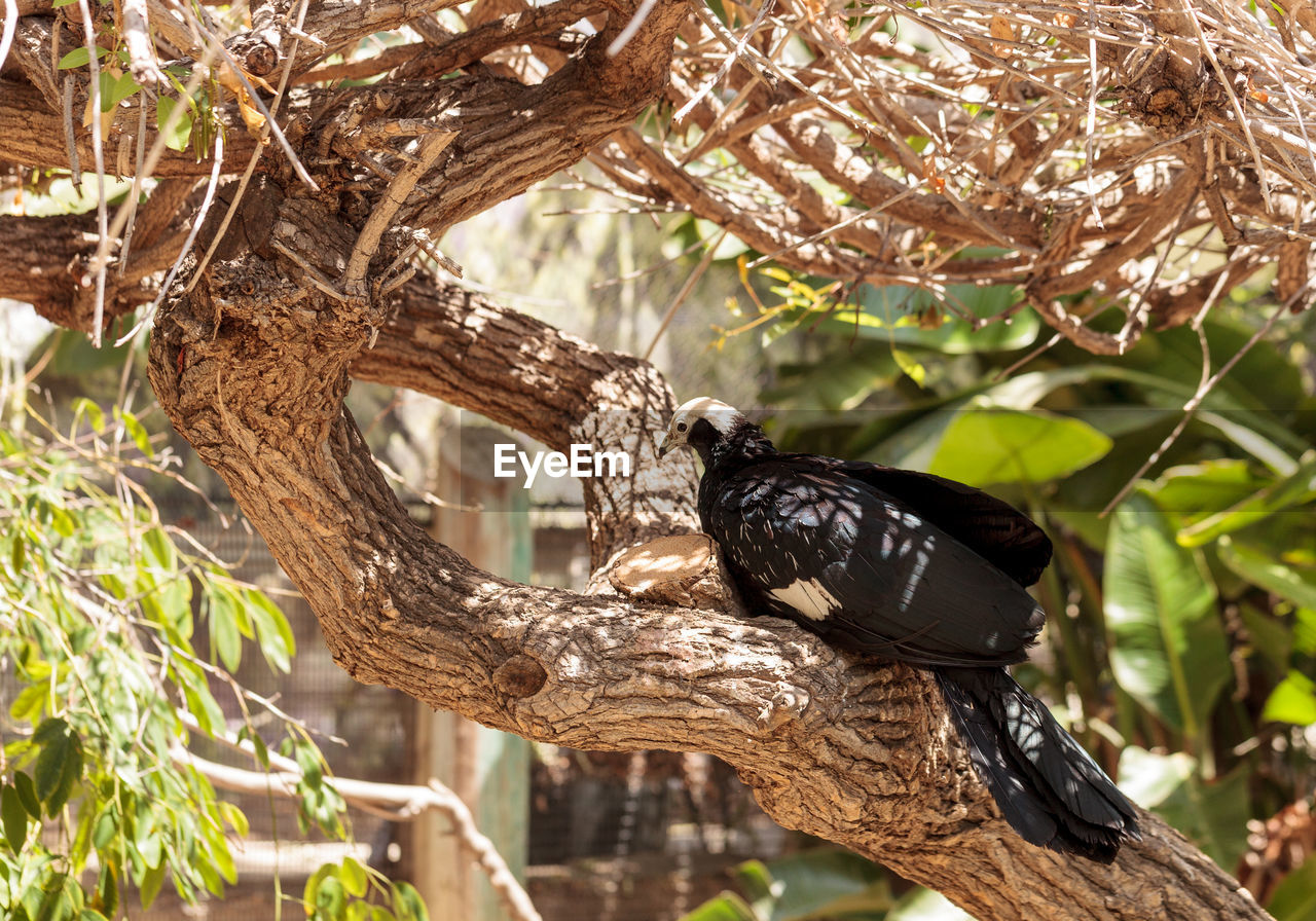 Close-up of bird perching on tree