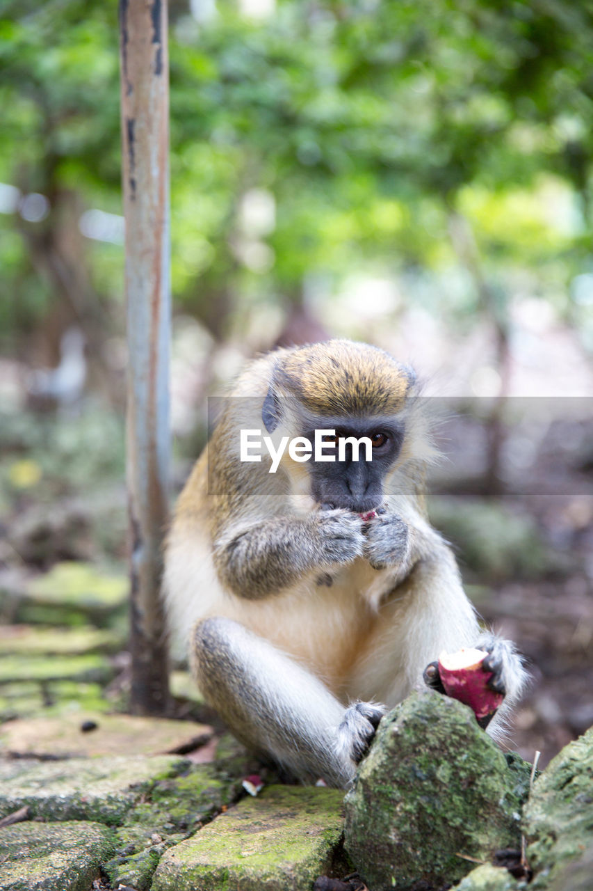 Monkey sitting on tree trunk in forest