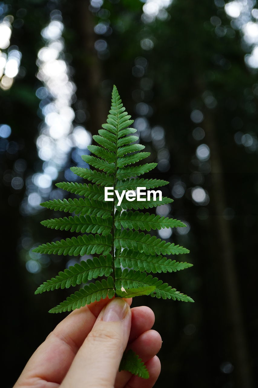 cropped hand of person holding plant