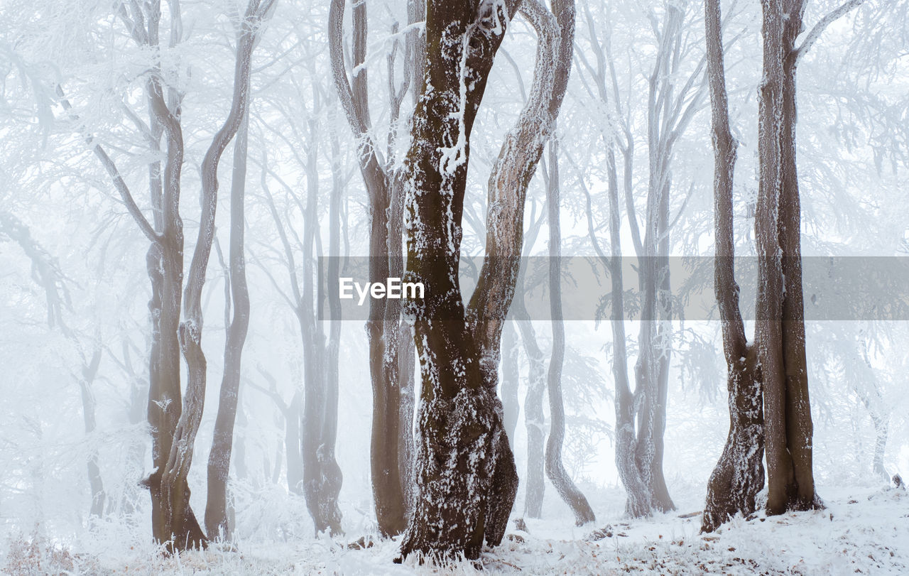 Bare trees in snow covered forest