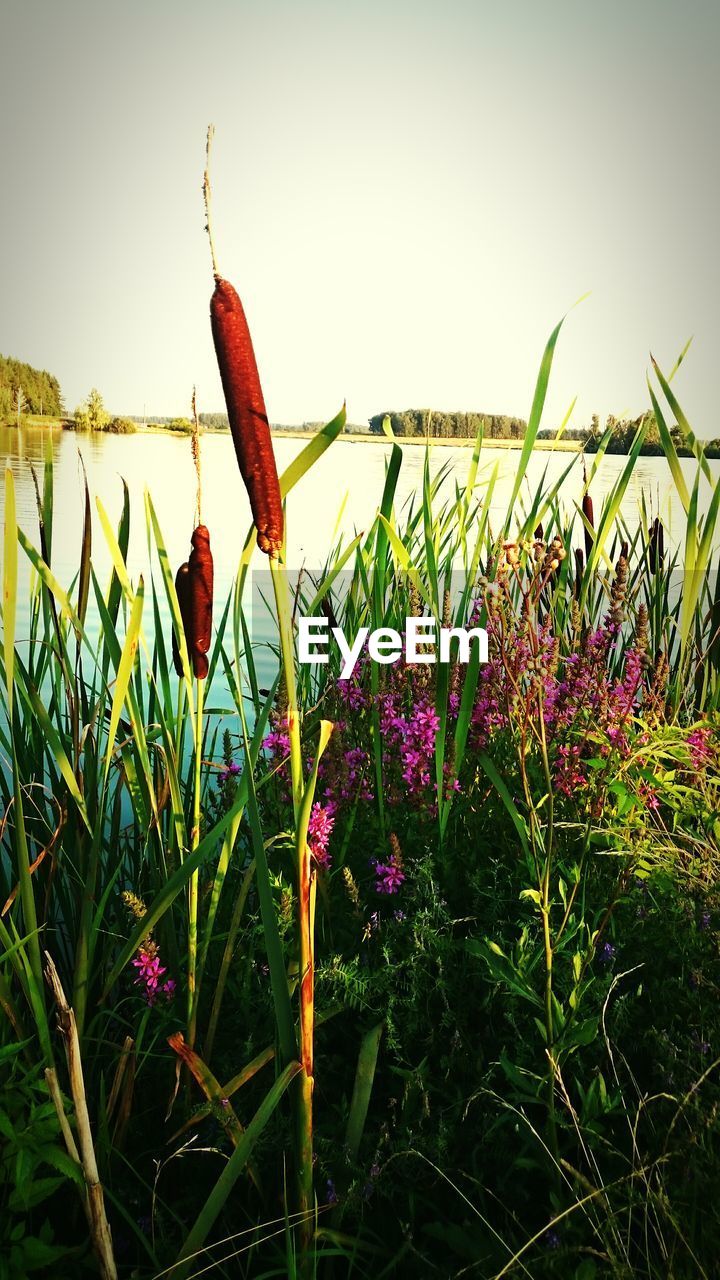 PLANTS GROWING ON FIELD