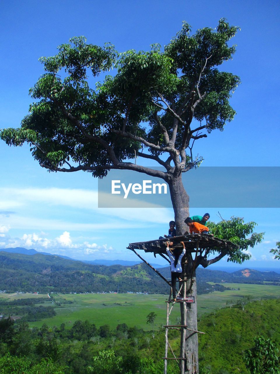 VIEW OF TREE ON LANDSCAPE AGAINST BLUE SKY