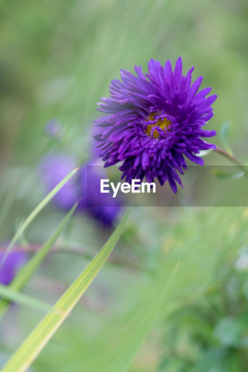 Close-up of purple flowering plant