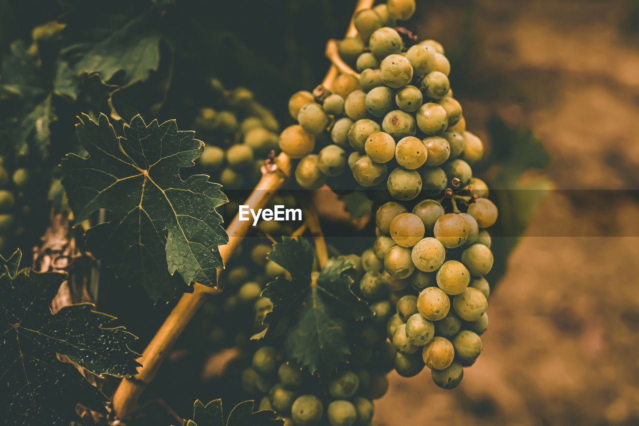 Close-up of grapes growing in vineyard