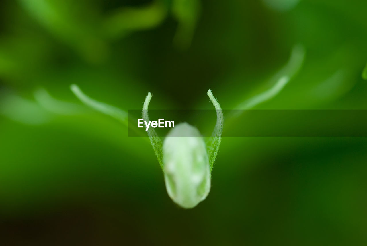 Close-up of flower bud fern