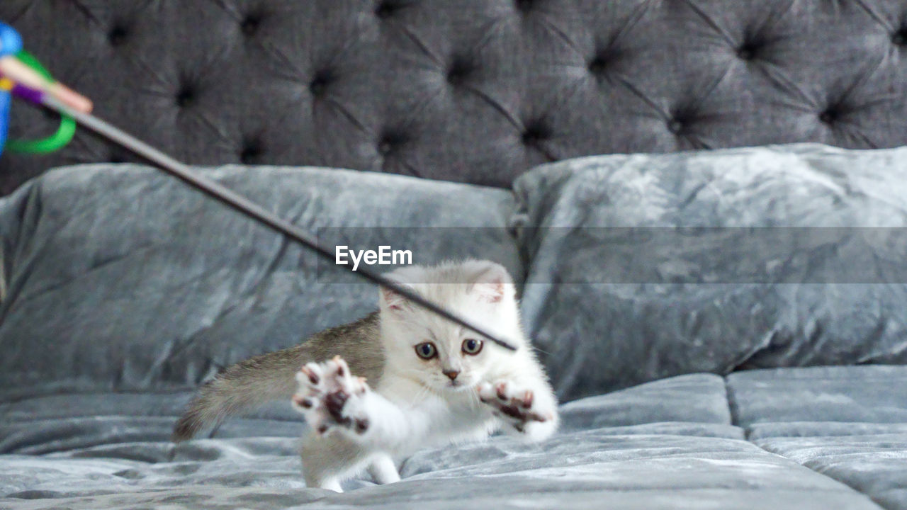 Fluffy white scottish kitten is playing with toy on bed 