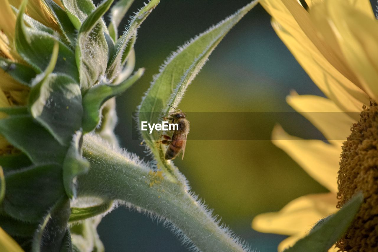 CLOSE-UP OF CATERPILLAR ON LEAF