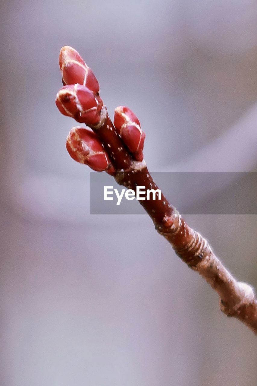 Red tree buds in spring