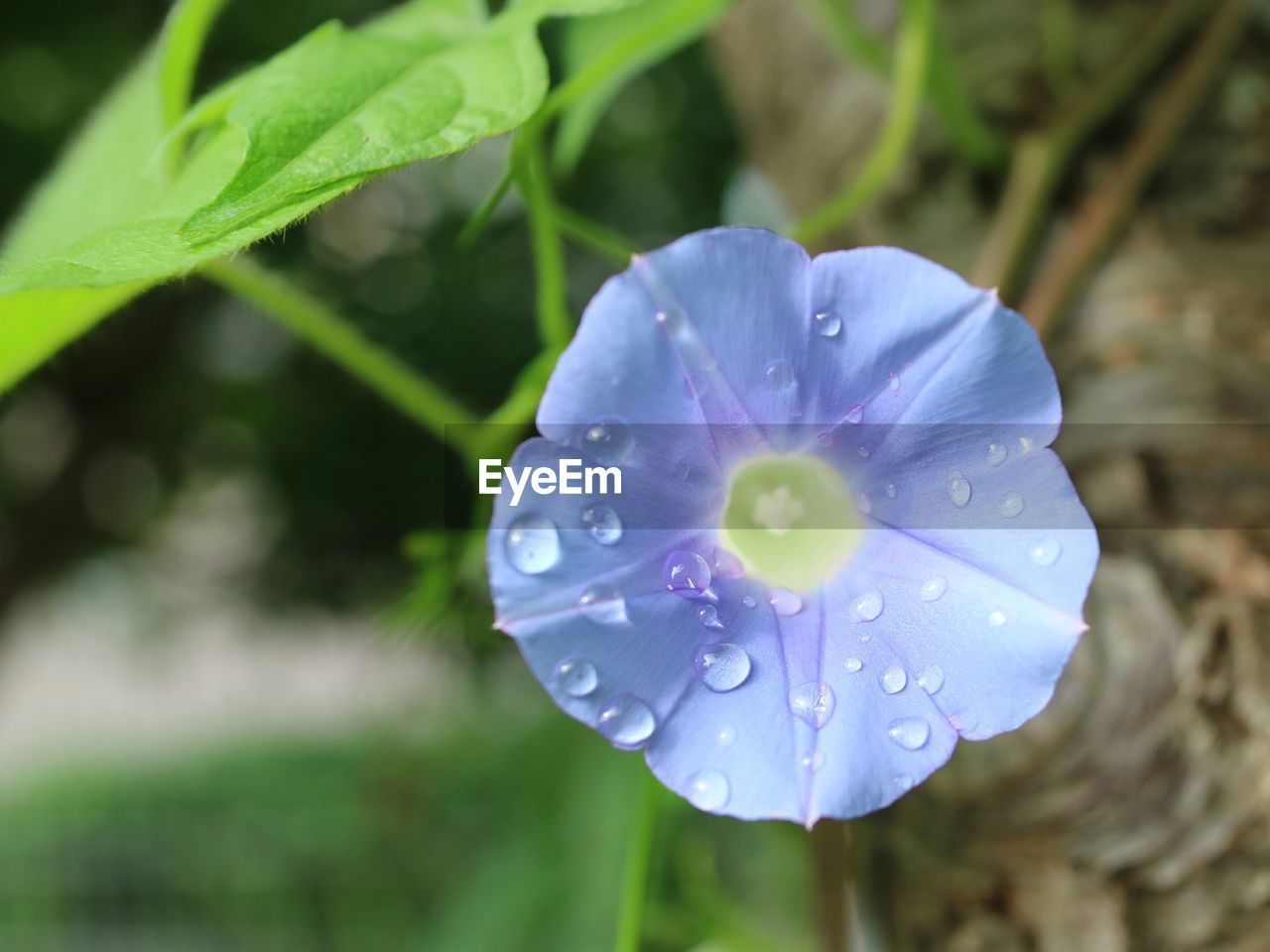 CLOSE-UP OF WET FLOWER BLOOMING