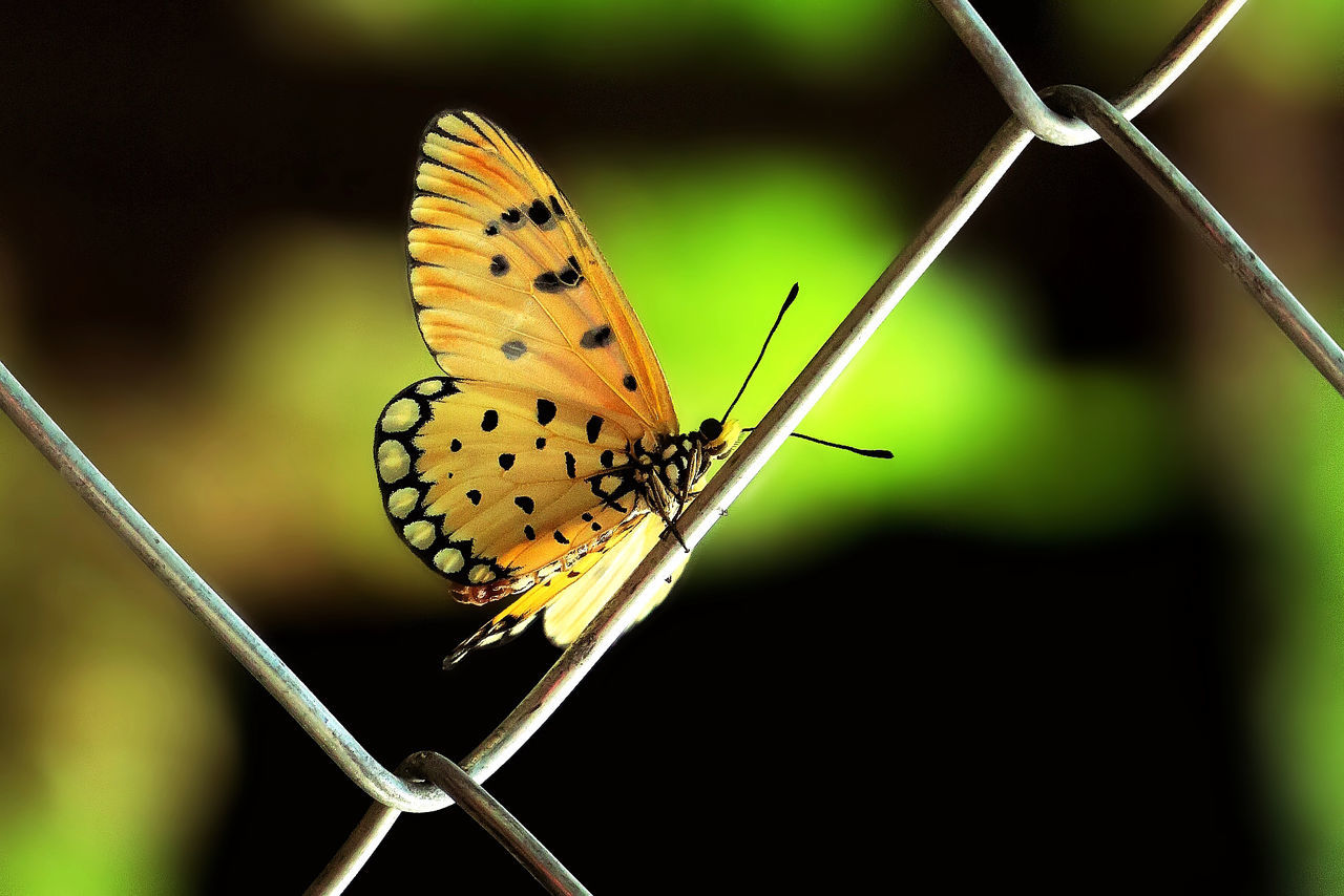 Close-up of butterfly perching on leaf