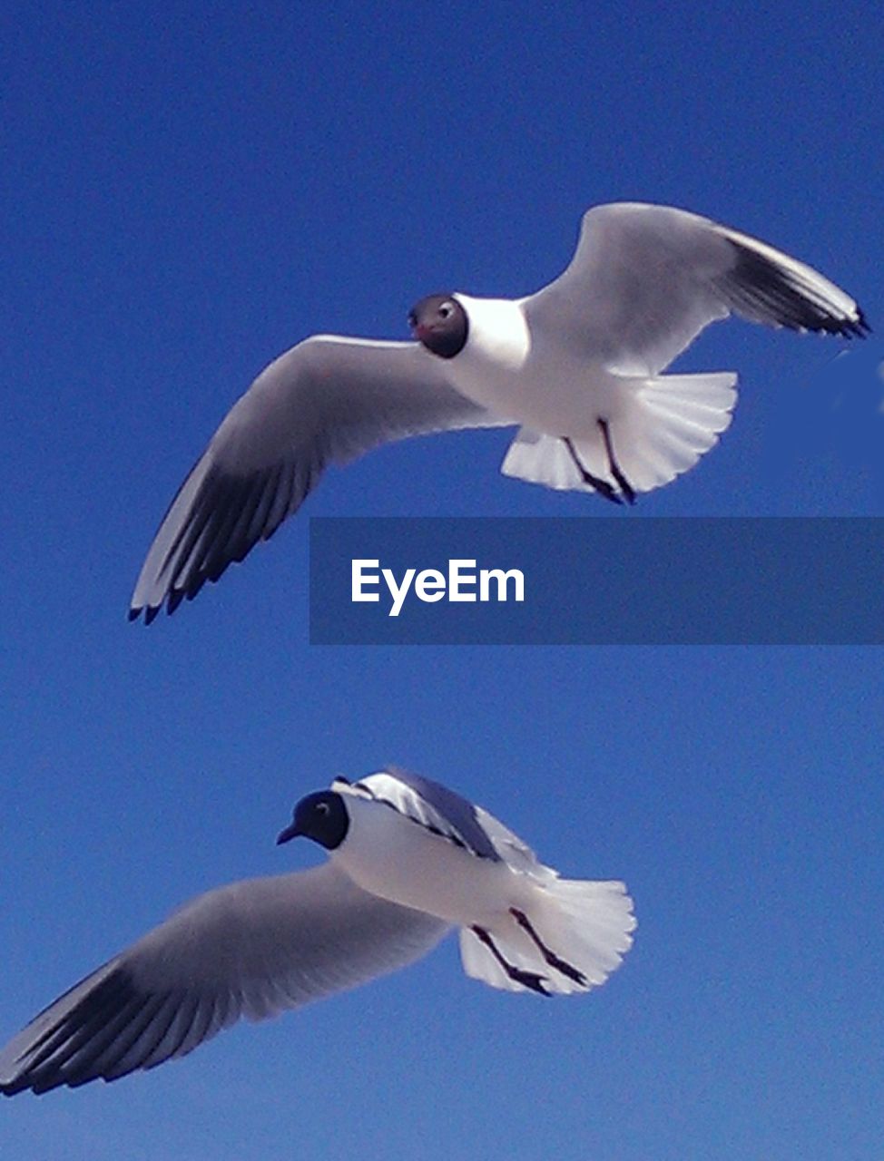 LOW ANGLE VIEW OF SEAGULLS FLYING