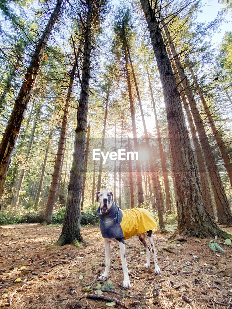 Tall handsome harlequin great dane wearing a yellow winter coat in a tree forest with setting sun.