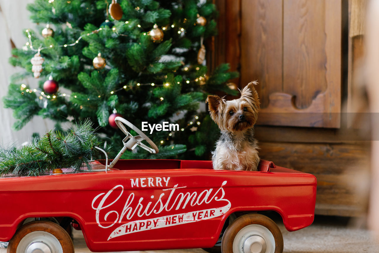 A cute yorkshire terrier is sitting in a red toy car against the background of a christmas tree