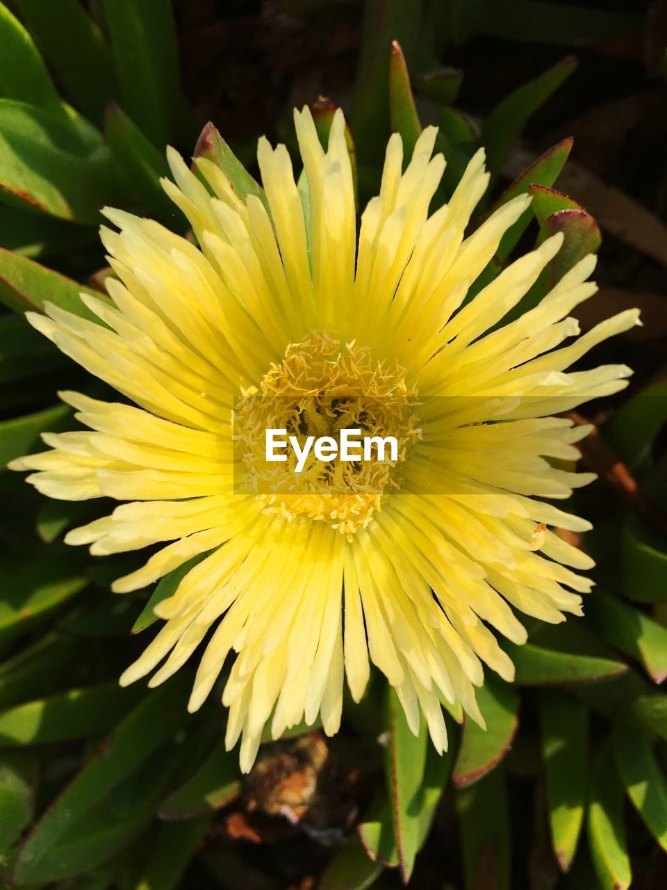 CLOSE-UP OF YELLOW INSECT ON PLANT