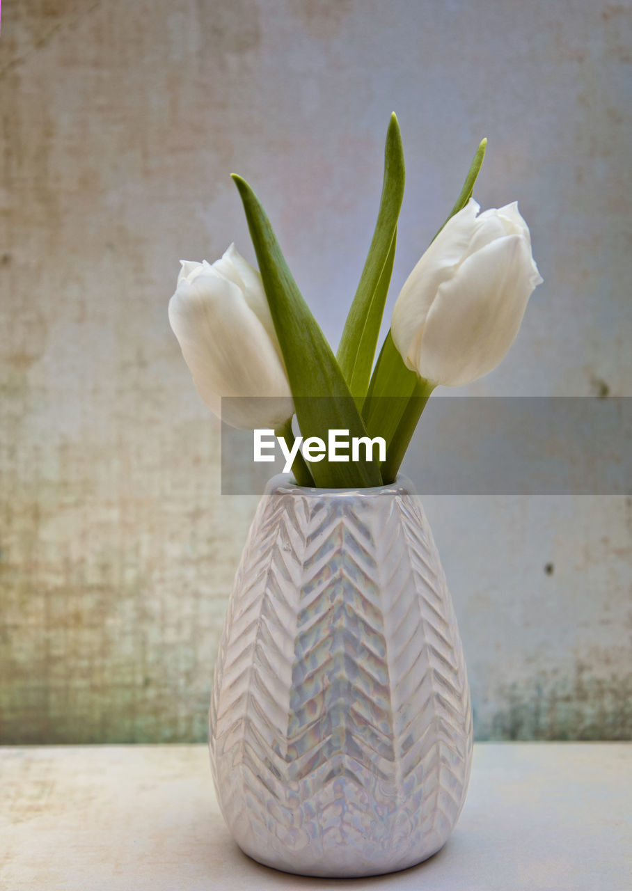 CLOSE-UP OF WHITE ROSE IN VASE ON TABLE