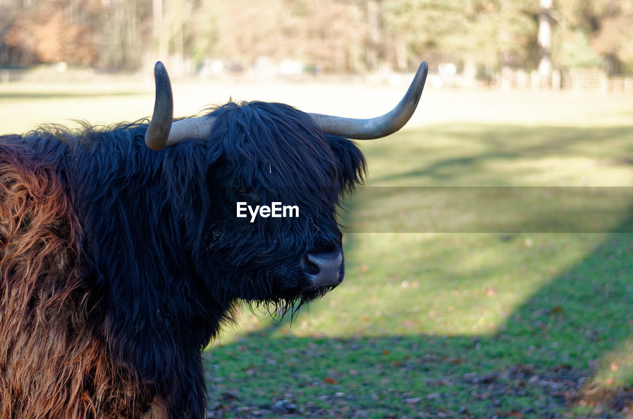 Close-up of bison on meadow