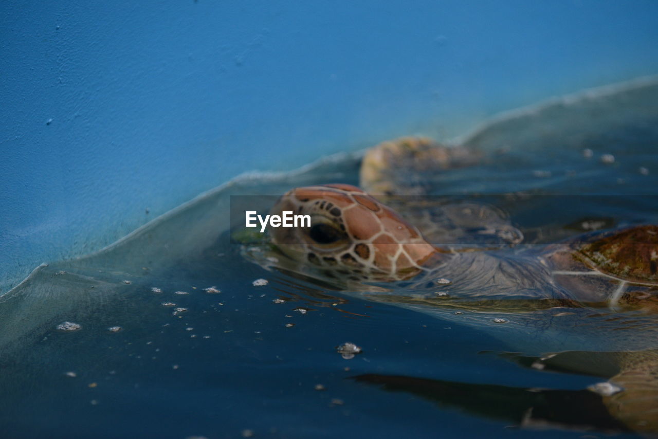 CLOSE-UP OF FISH SWIMMING UNDERWATER