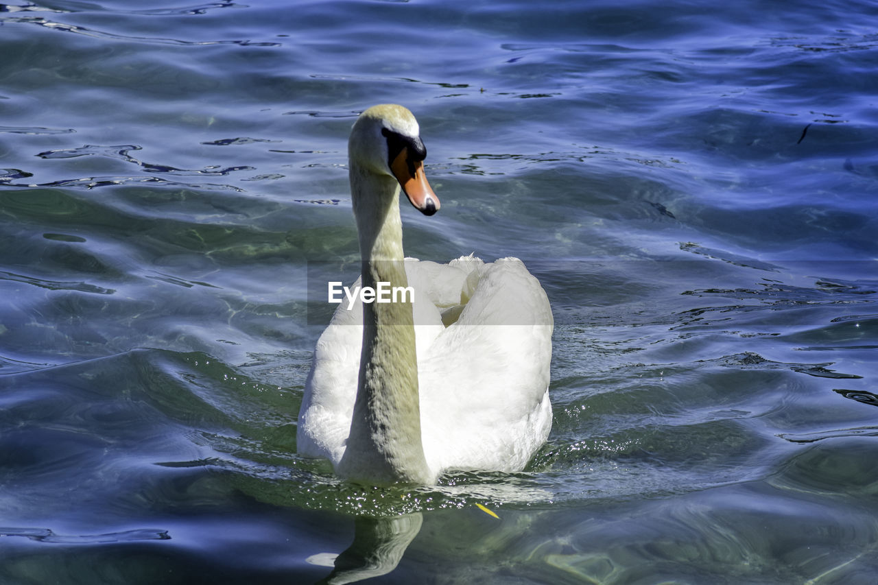 SWAN FLOATING ON LAKE