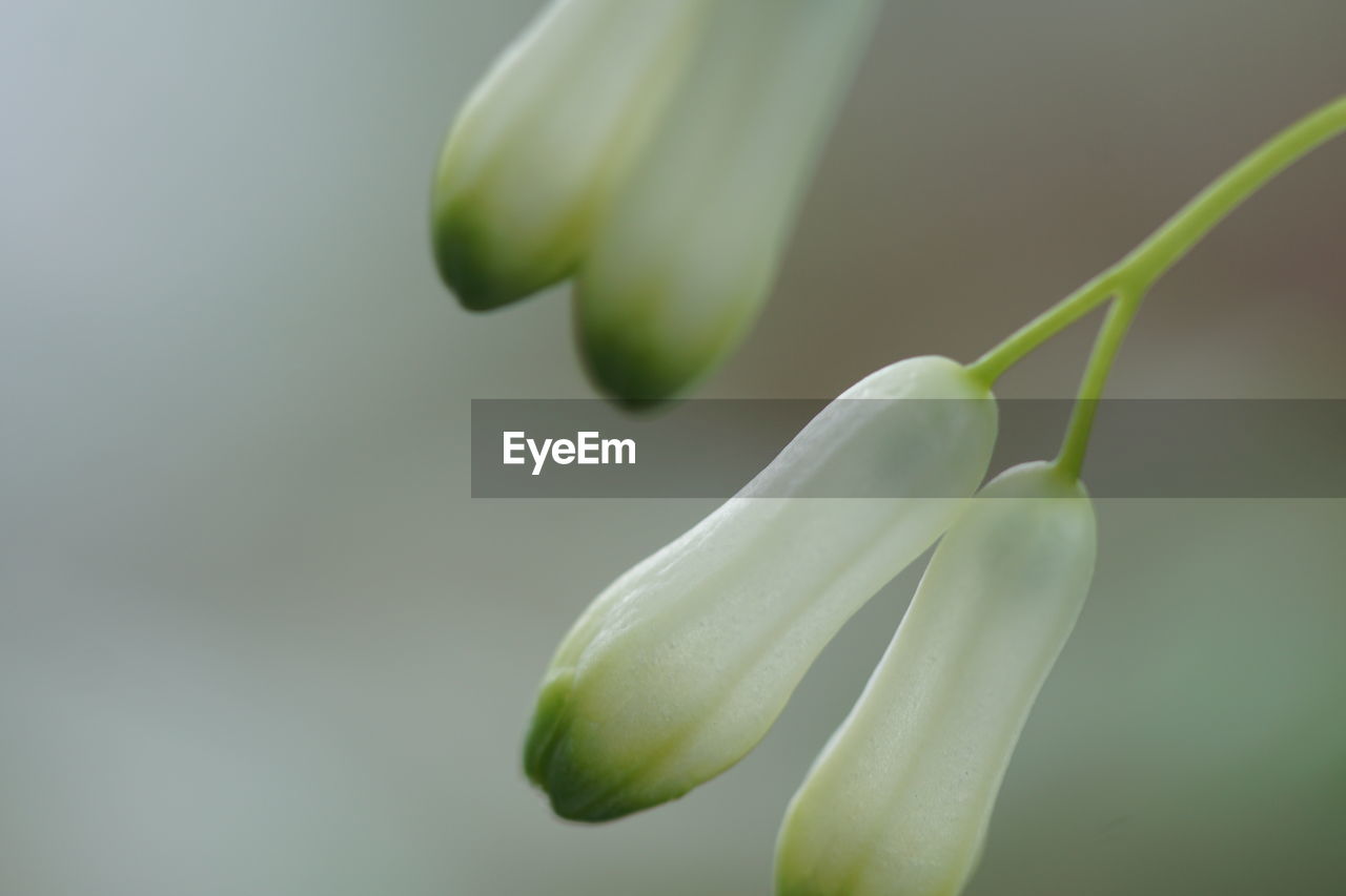 Close-up of white flower buds