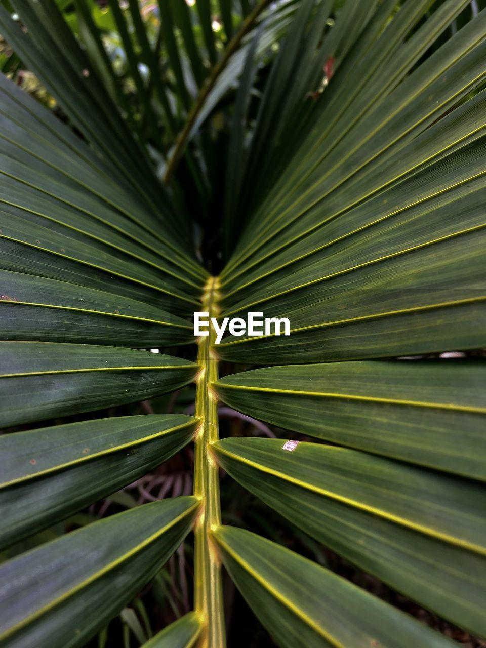 Full frame shot of palm tree leaves