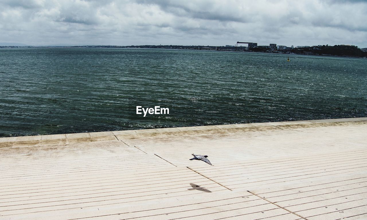 Bird flying over promenade by sea against sky