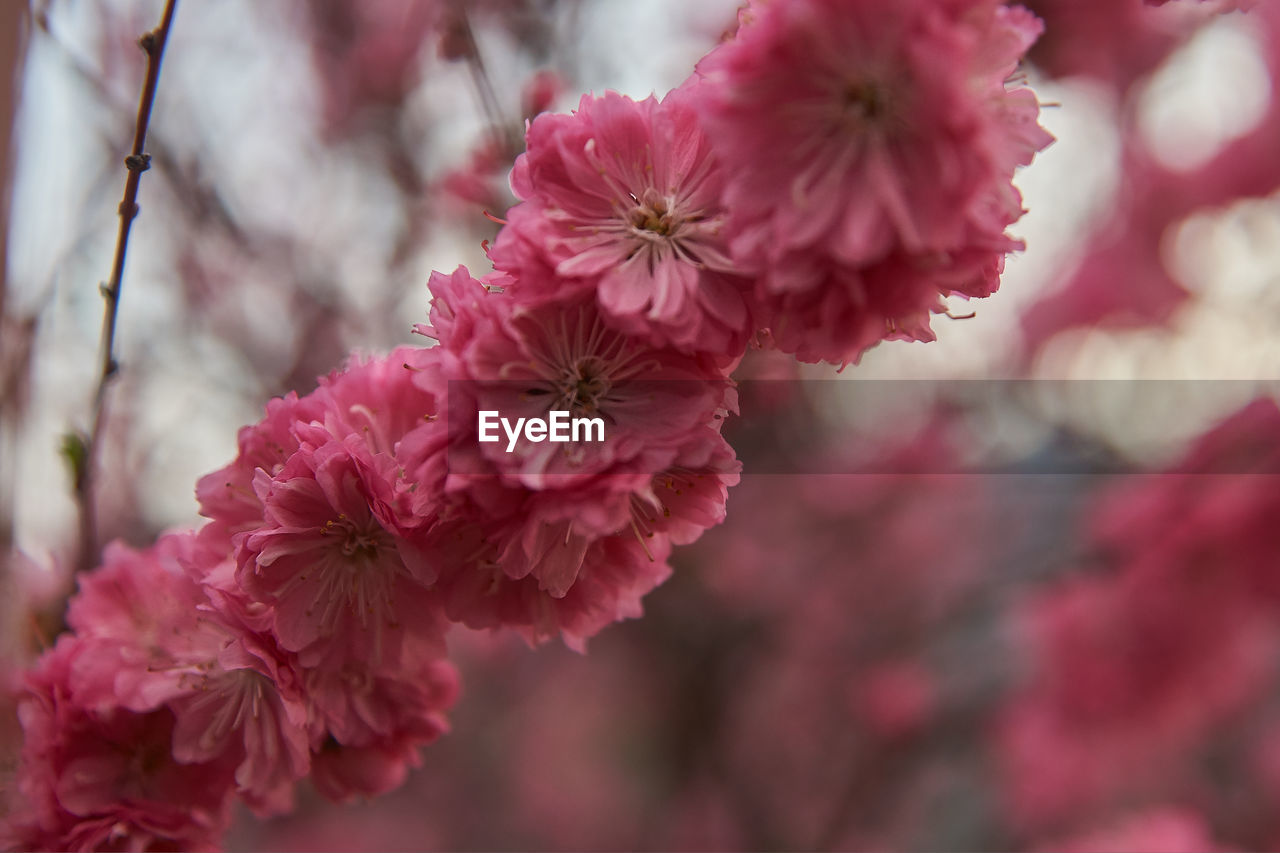 Close-up of pink cherry blossoms