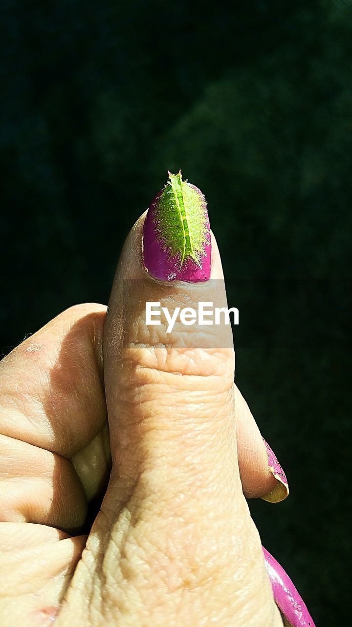 CLOSE-UP OF PERSON HAND HOLDING PURPLE LEAF