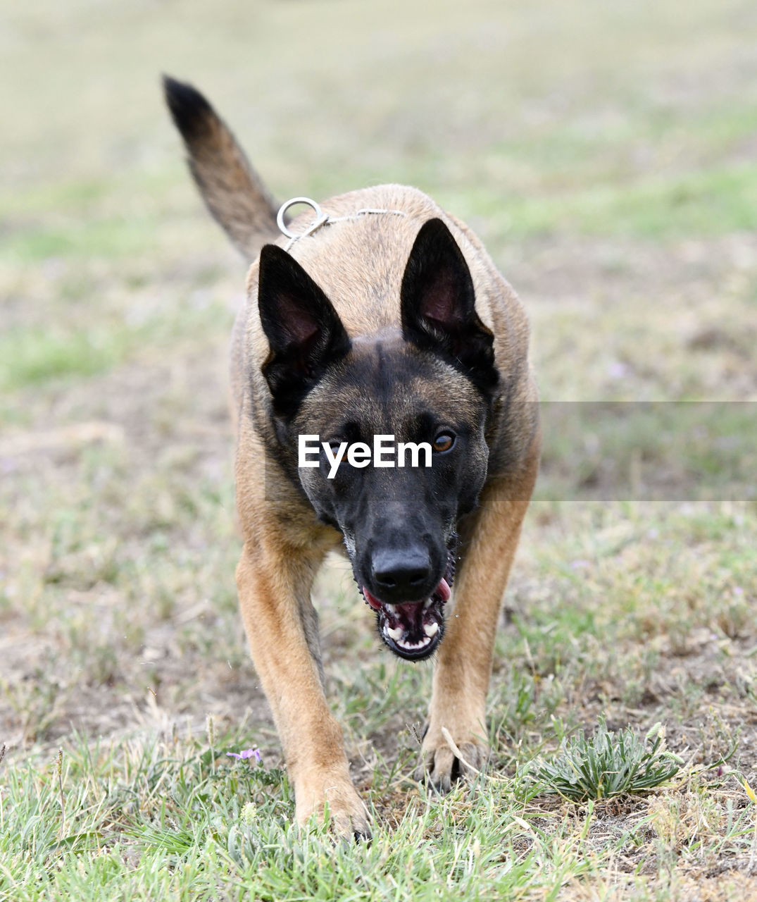 close-up portrait of dog running on field