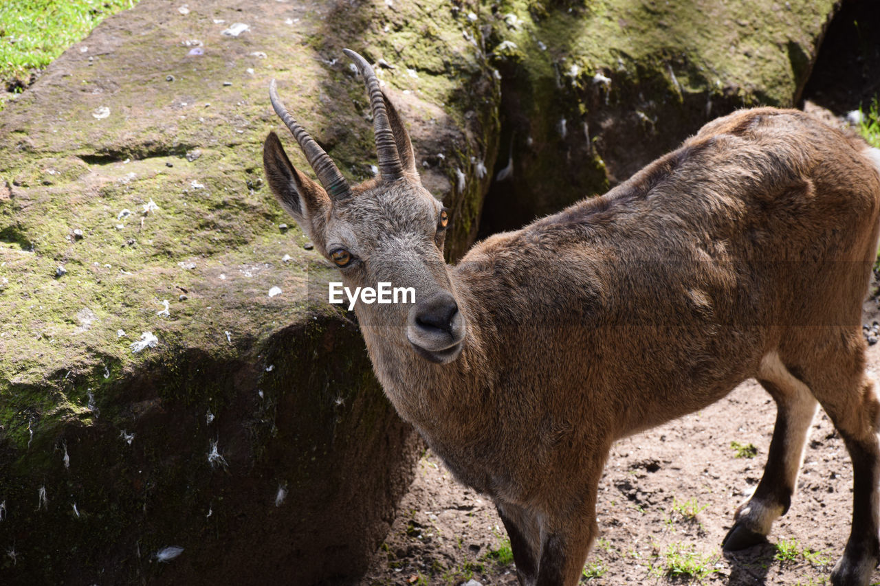 DEER STANDING IN ZOO