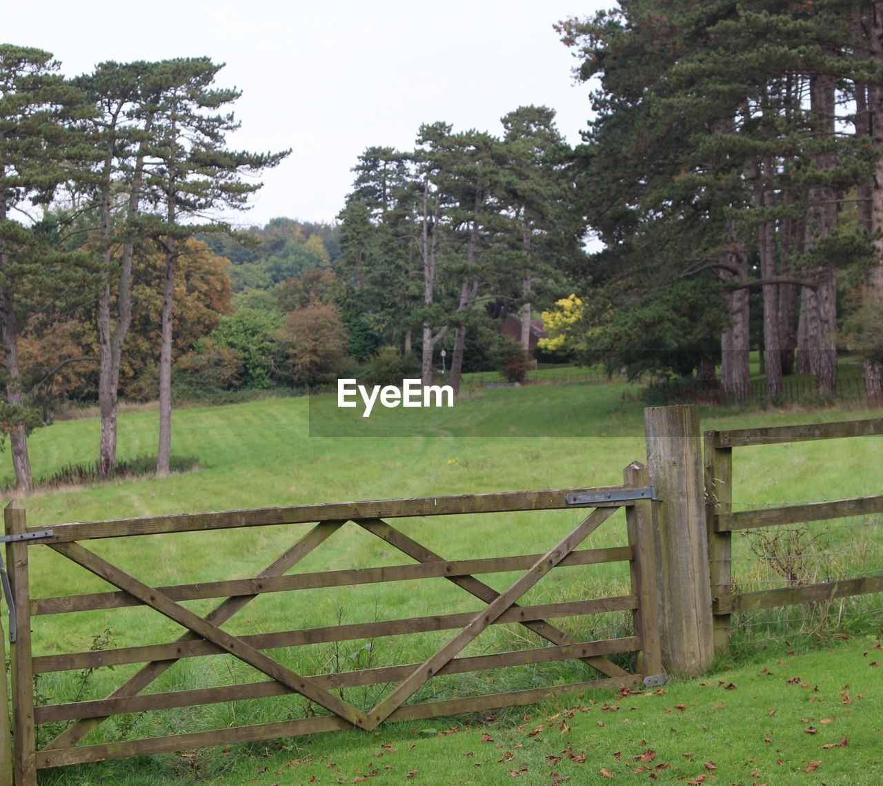 TREES ON GRASSY FIELD