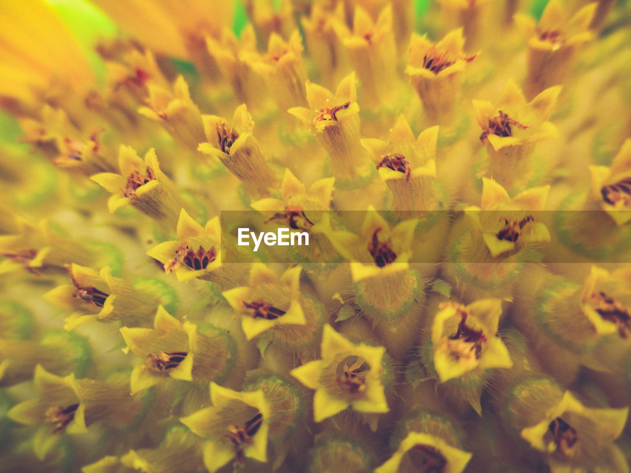 Full frame shot of yellow flowering plants