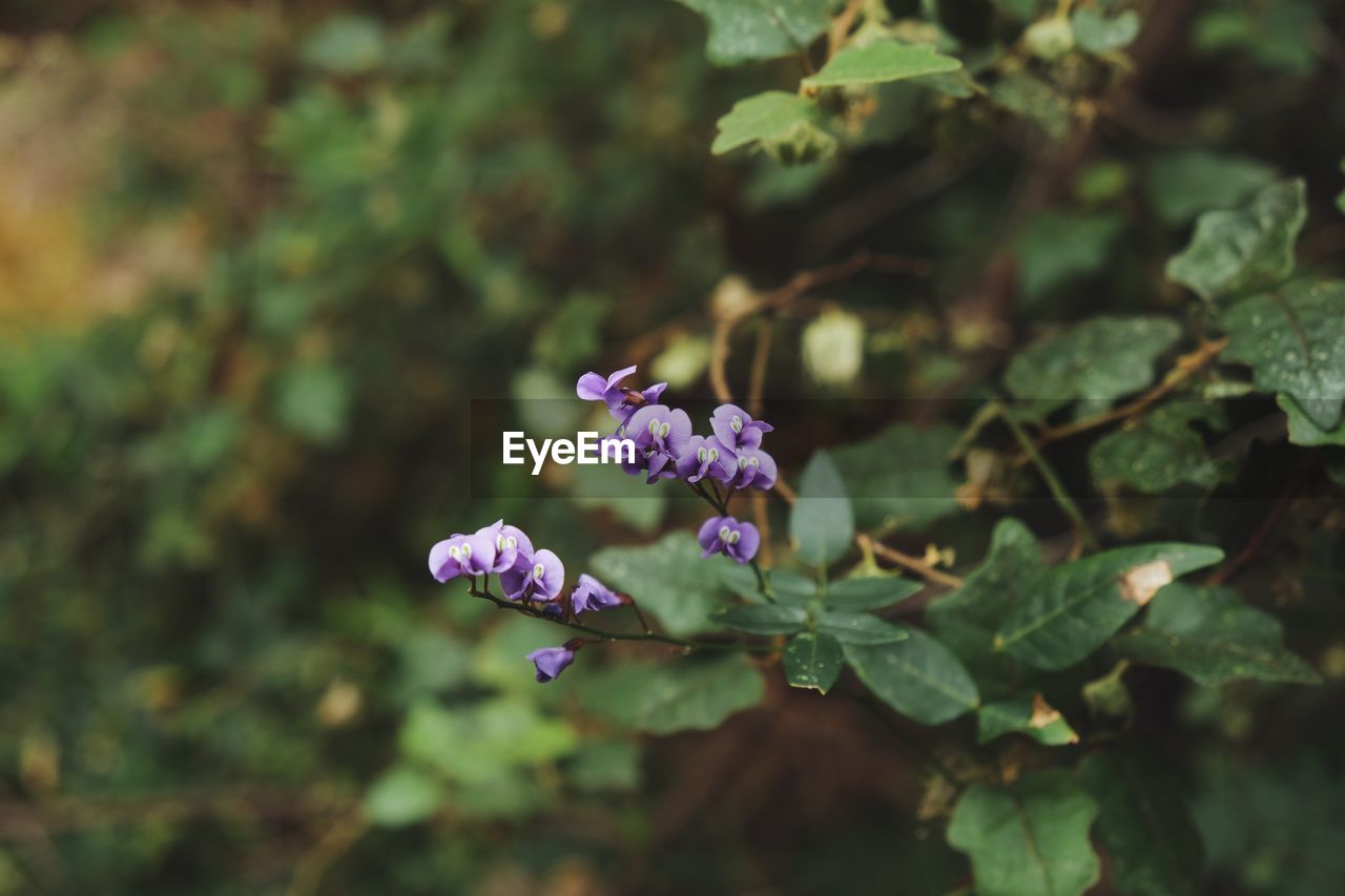 Close-up of purple flowering plant