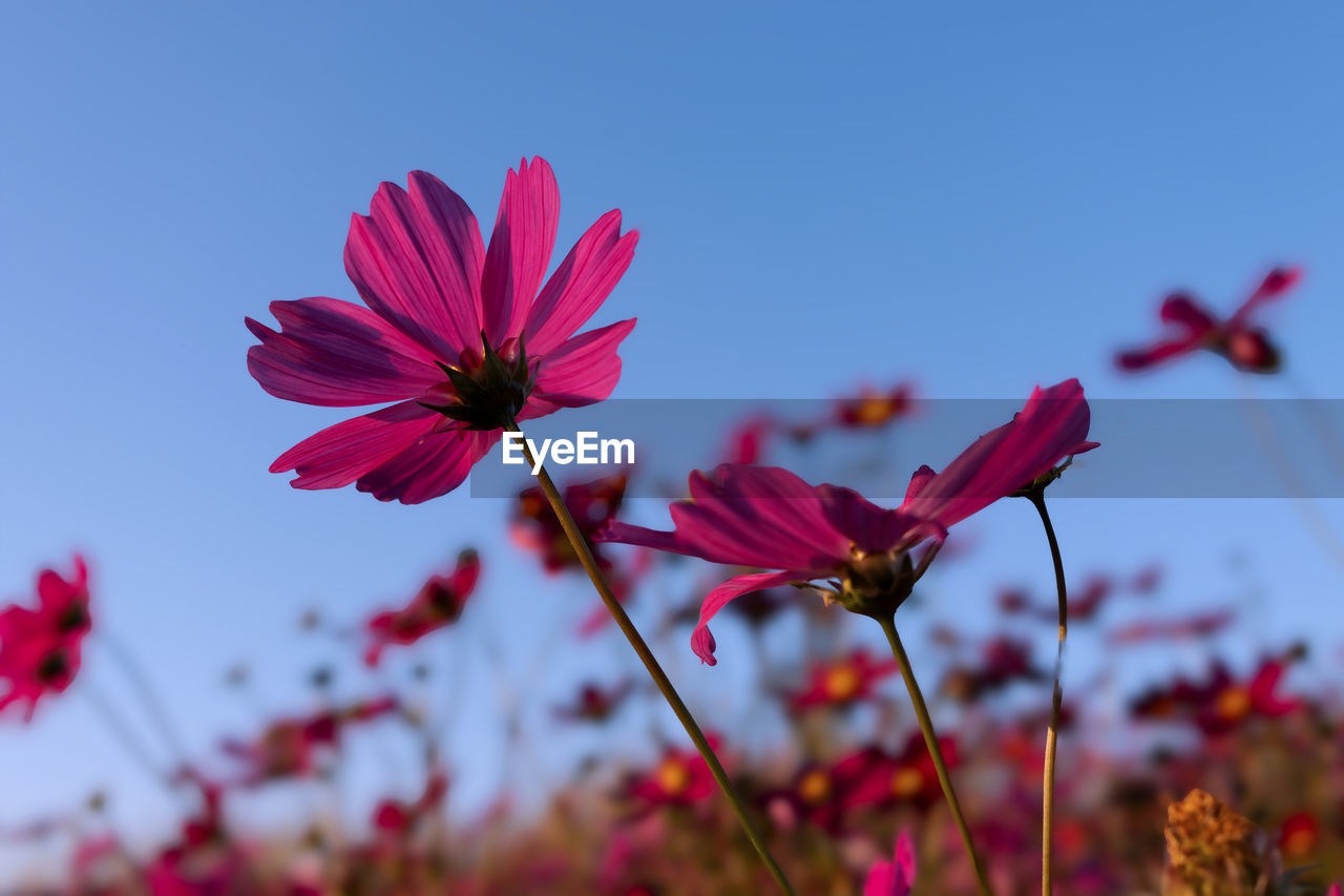 Close-up of pink flower  cosmos