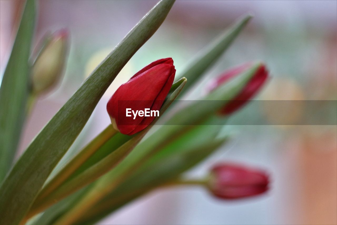 CLOSE-UP OF RED FLOWER BUD