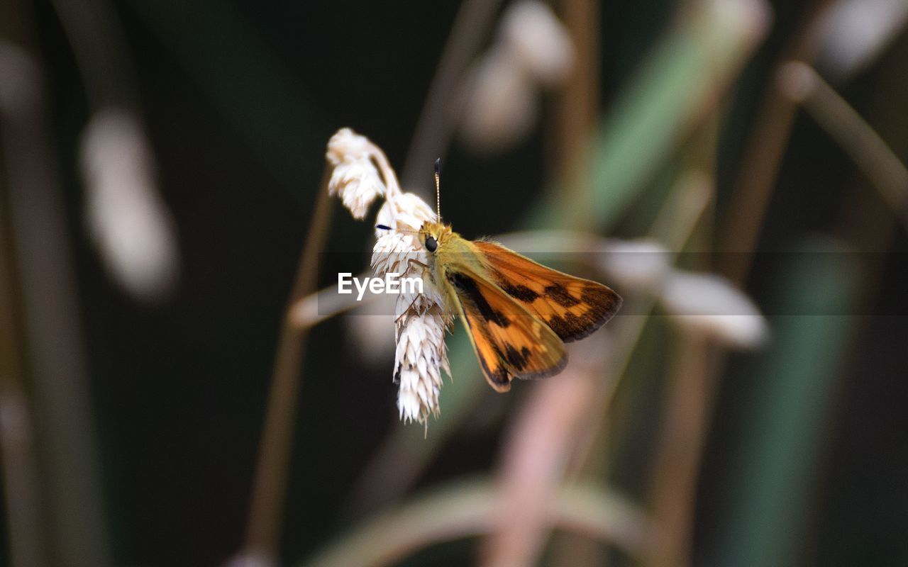 Close-up of moth pollinating on flower