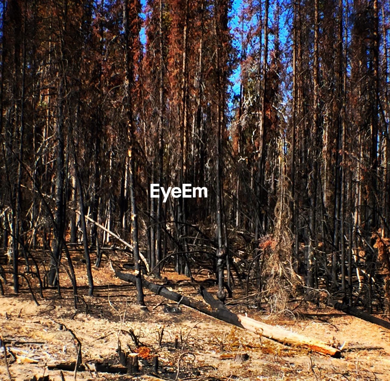 VIEW OF TREES IN FOREST