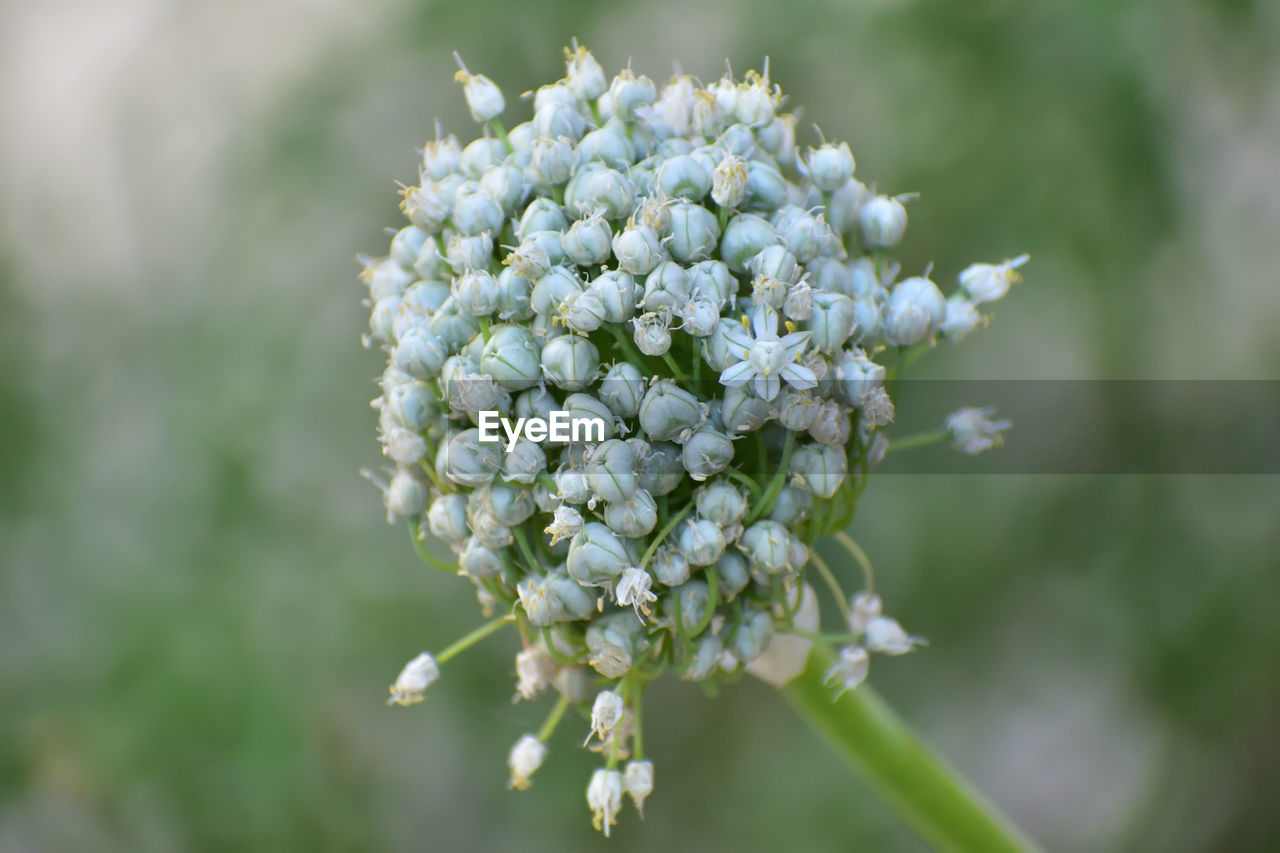 flower, plant, flowering plant, beauty in nature, freshness, nature, close-up, macro photography, fragility, focus on foreground, flower head, blossom, inflorescence, white, growth, petal, no people, springtime, wildflower, cow parsley, outdoors, botany, day, selective focus, food, yarrow, food and drink, lilac, produce, green, bud