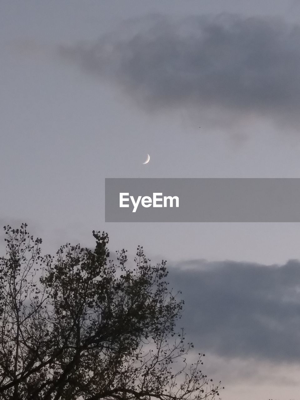 LOW ANGLE VIEW OF SILHOUETTE TREES AGAINST SKY AT DUSK