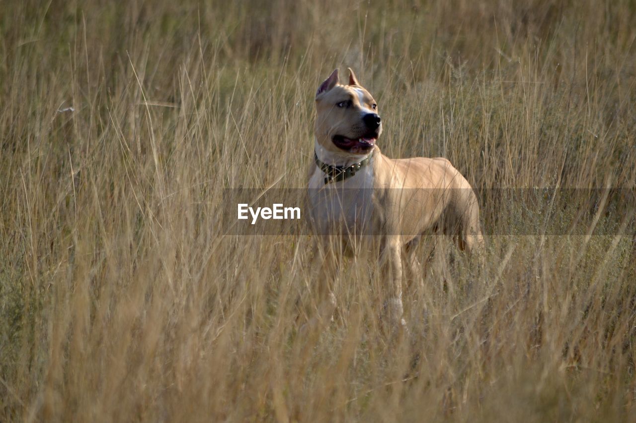 DOG RUNNING ON GRASS