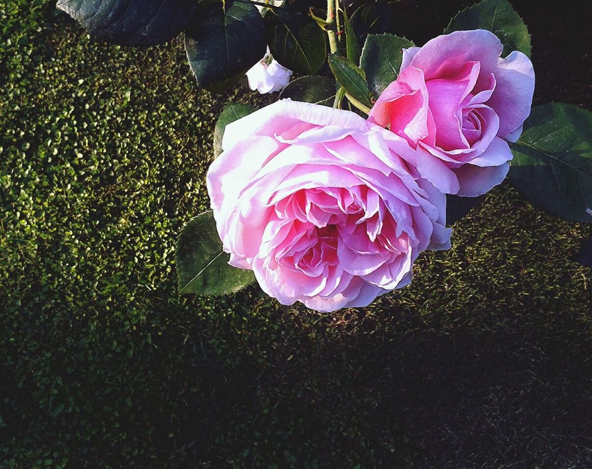 Close-up of two pink roses