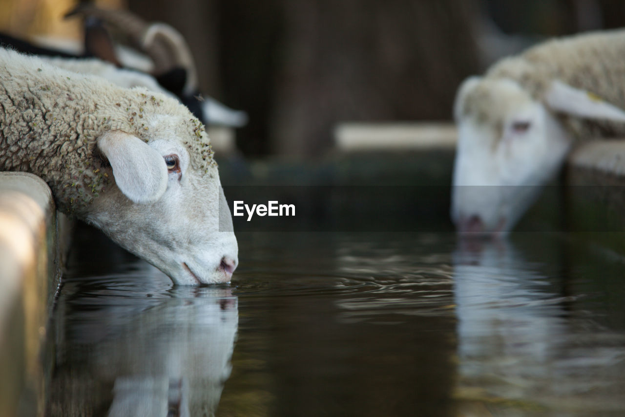 Close-up of sheeps drinking water at ranch