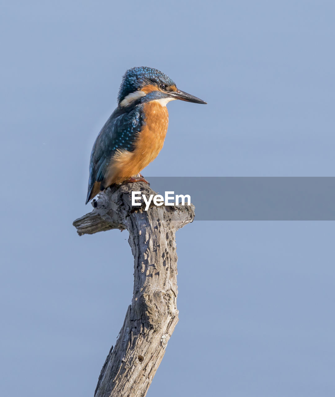 Kingfisher perching towards sun.